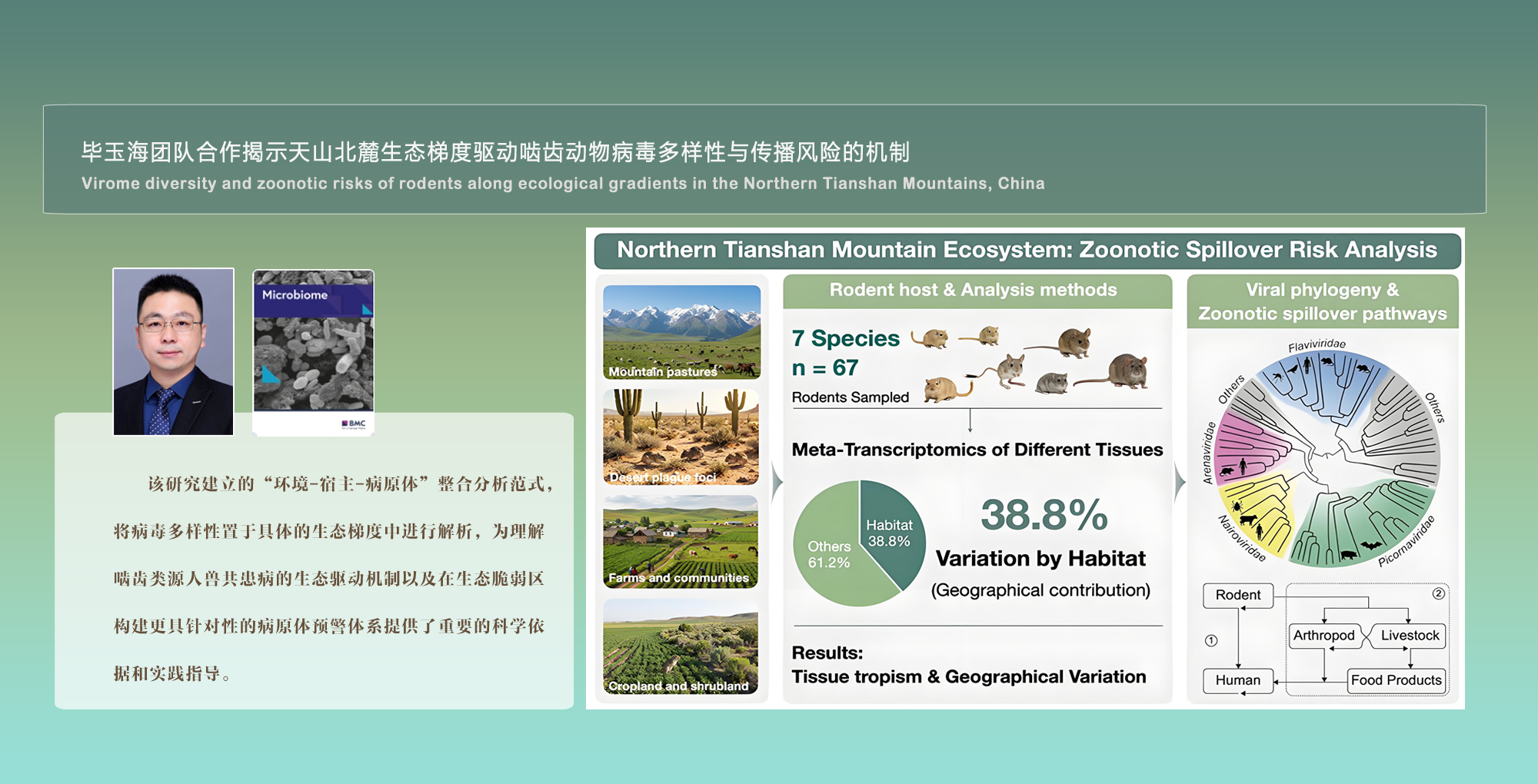微生物所毕玉海团队合作揭示天山北麓生态梯度驱动啮齿动物病毒多样性与传播风险的机制